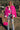  hot-pink Keeping Cozy Jacket In Hot Pink 